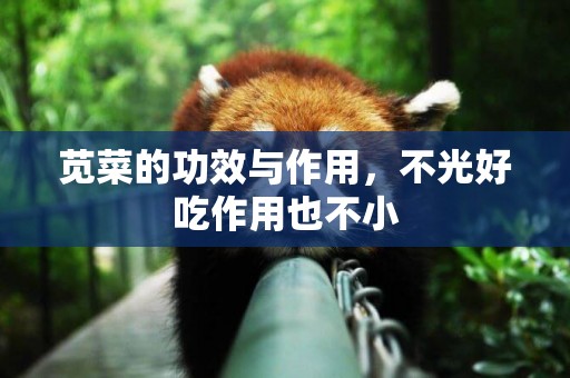 莧菜的功效與作用，不光好吃作用也不小