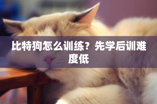 比特狗怎么訓練？先學后訓難度低