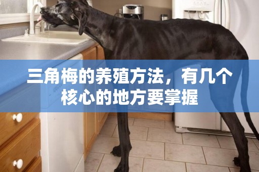 三角梅的養殖方法，有幾個核心的地方要掌握
