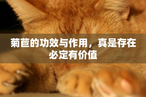菊苣的功效與作用，真是存在必定有價值