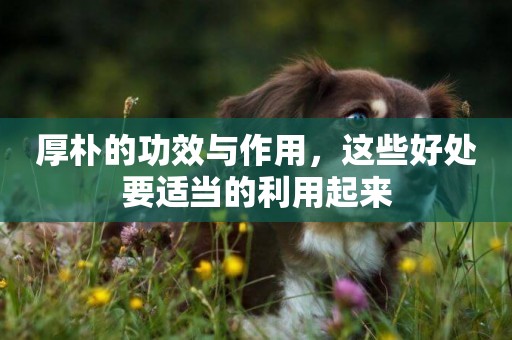 厚樸的功效與作用，這些好處要適當的利用起來