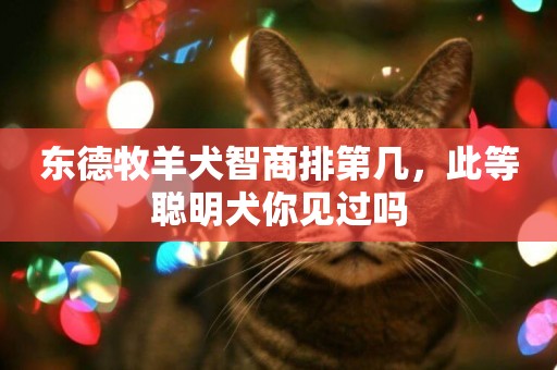 東德牧羊犬智商排第幾，此等聰明犬你見過嗎