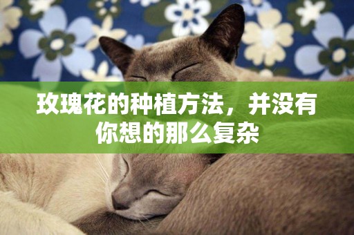 玫瑰花的種植方法，并沒有你想的那么復雜
