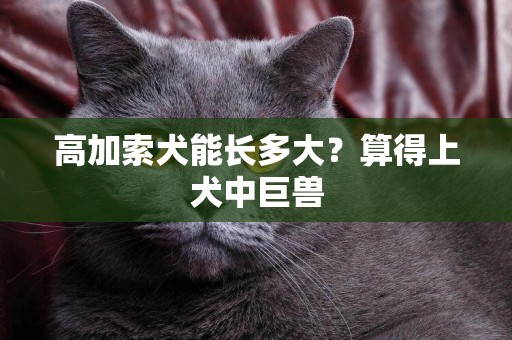 高加索犬能長多大？算得上犬中巨獸
