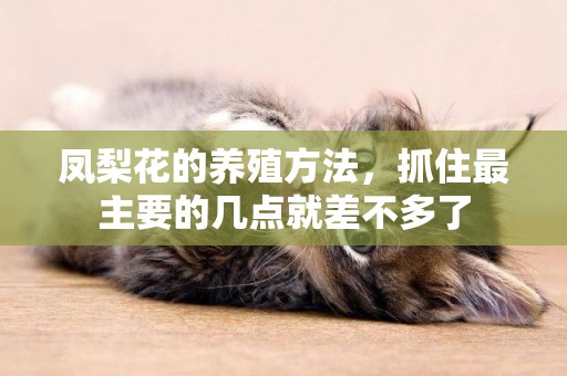 鳳梨花的養殖方法，抓住最主要的幾點就差不多了
