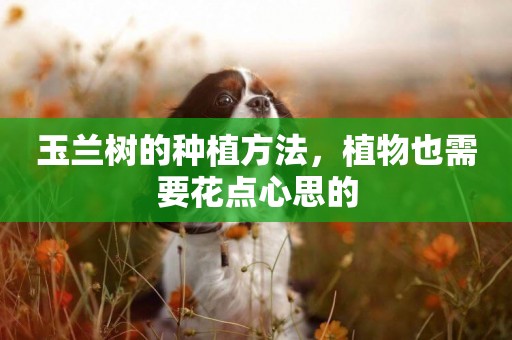 玉蘭樹的種植方法，植物也需要花點心思的