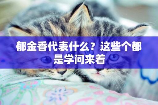 郁金香代表什么？這些個都是學問來著