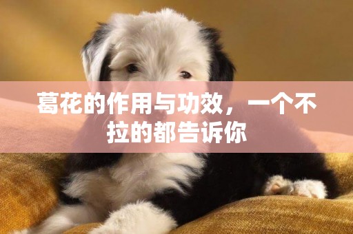 葛花的作用與功效，一個不拉的都告訴你