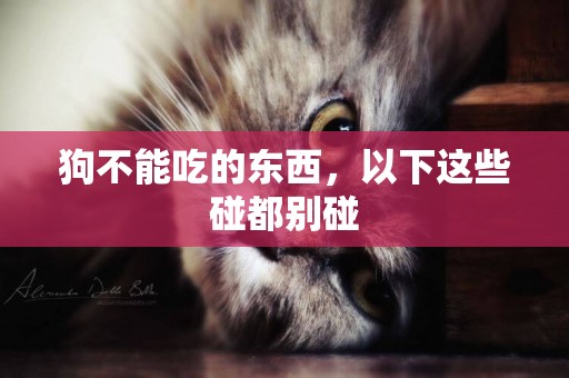 狗不能吃的東西，以下這些碰都別碰