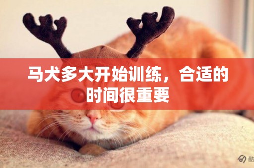 馬犬多大開始訓練，合適的時間很重要