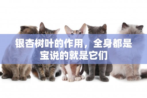 銀杏樹葉的作用，全身都是寶說的就是它們