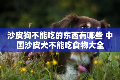 沙皮狗不能吃的東西有哪些 中國沙皮犬不能吃食物大全