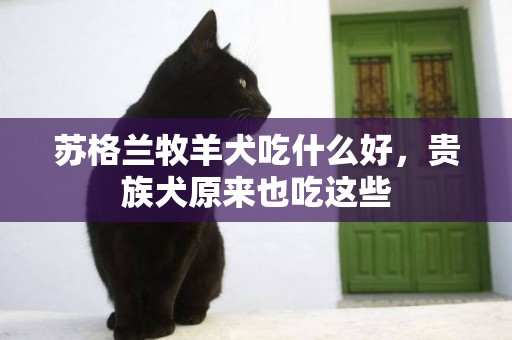 蘇格蘭牧羊犬吃什么好，貴族犬原來也吃這些