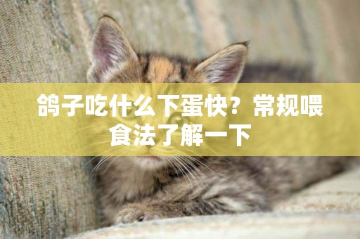 鴿子吃什么下蛋快？常規喂食法了解一下