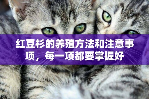 紅豆杉的養殖方法和注意事項，每一項都要掌握好