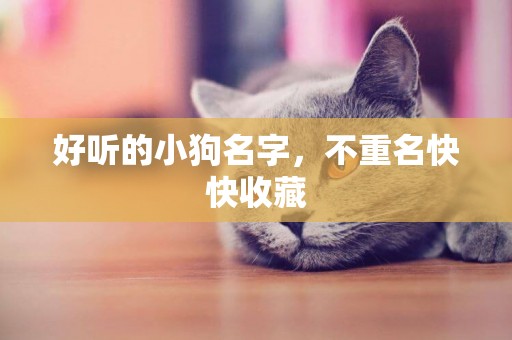 好聽的小狗名字，不重名快快收藏