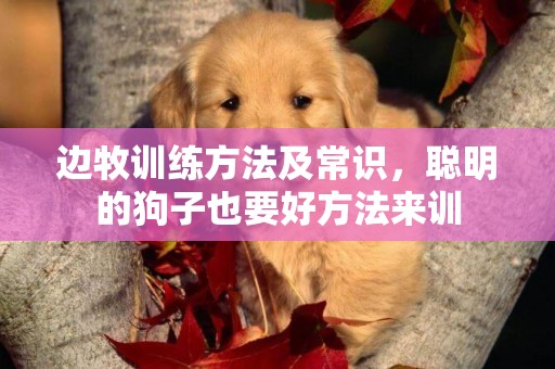邊牧訓練方法及常識，聰明的狗子也要好方法來訓