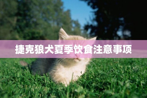捷克狼犬夏季飲食注意事項