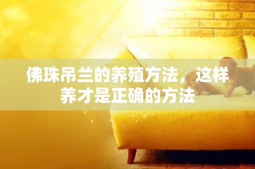 佛珠吊蘭的養殖方法，這樣養才是正確的方法