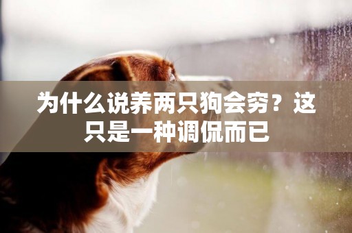 為什么說養兩只狗會窮？這只是一種調侃而已