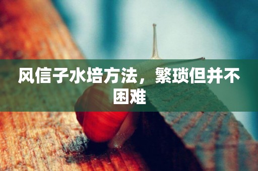 風信子水培方法，繁瑣但并不困難