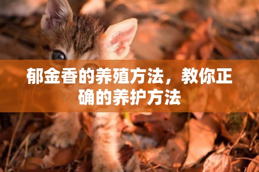郁金香的養殖方法，教你正確的養護方法