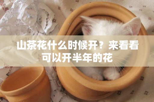 山茶花什么時候開？來看看可以開半年的花