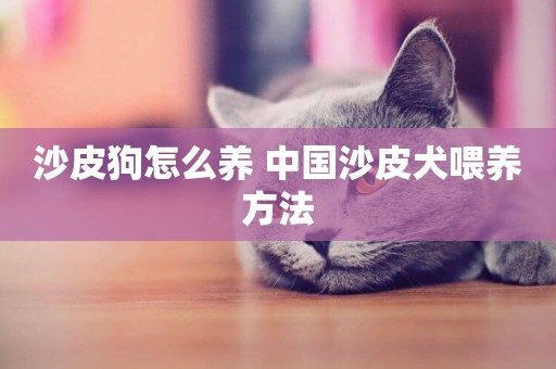 沙皮狗怎么養 中國沙皮犬喂養方法