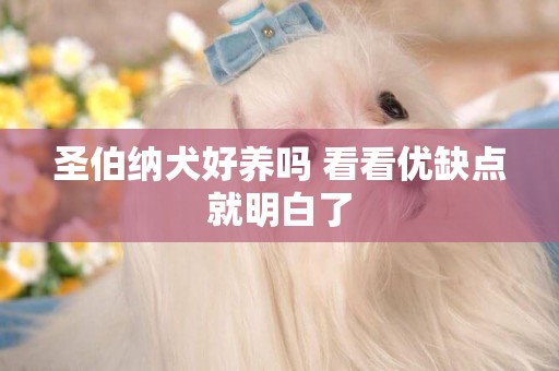 圣伯納犬好養嗎 看看優缺點就明白了