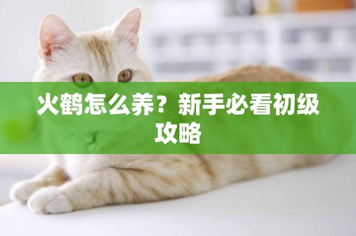 火鶴怎么養？新手必看初級攻略