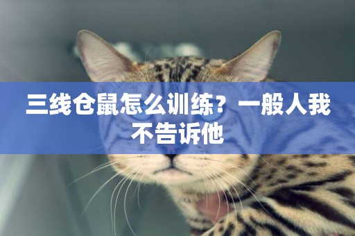 三線倉鼠怎么訓練？一般人我不告訴他