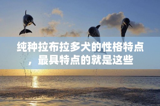 純種拉布拉多犬的性格特點，最具特點的就是這些