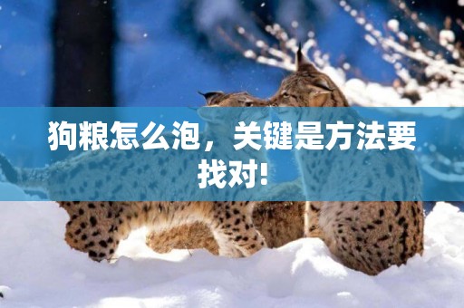 狗糧怎么泡，關鍵是方法要找對!