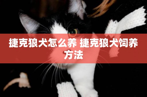 捷克狼犬怎么養 捷克狼犬飼養方法