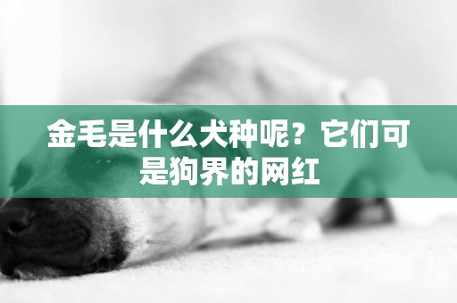 金毛是什么犬種呢？它們可是狗界的網紅