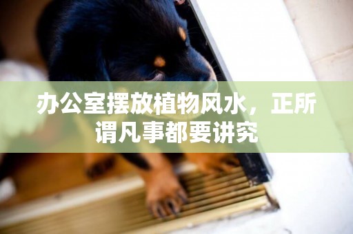 辦公室擺放植物風水，正所謂凡事都要講究