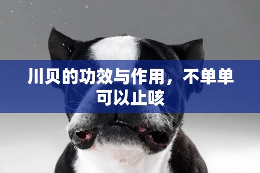 川貝的功效與作用，不單單可以止咳