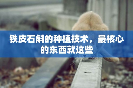 鐵皮石斛的種植技術，最核心的東西就這些