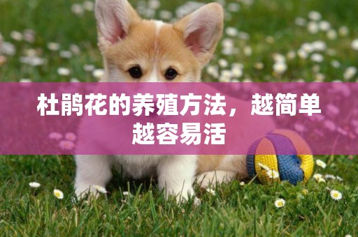 杜鵑花的養殖方法，越簡單越容易活