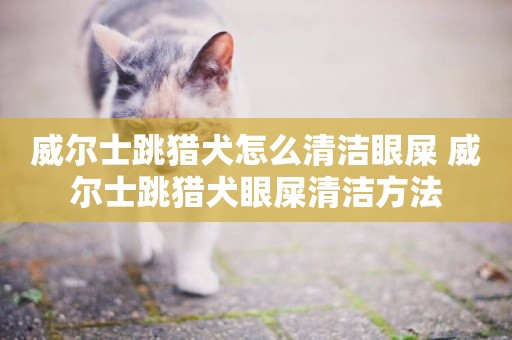 威爾士跳獵犬怎么清潔眼屎 威爾士跳獵犬眼屎清潔方法