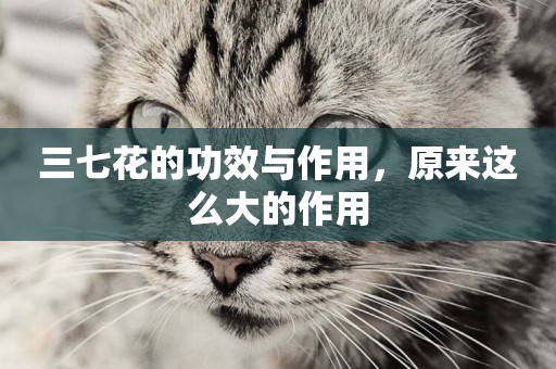 三七花的功效與作用，原來這么大的作用