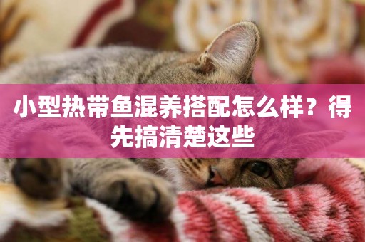 小型熱帶魚混養搭配怎么樣？得先搞清楚這些