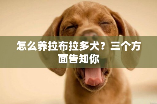 怎么養拉布拉多犬？三個方面告知你