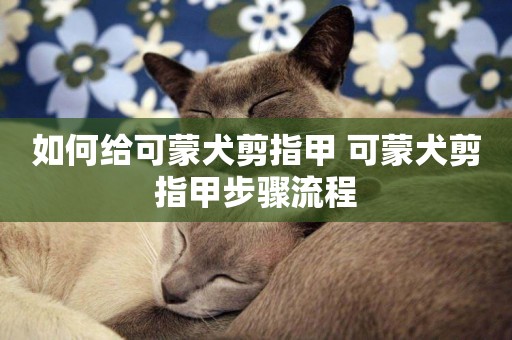 如何給可蒙犬剪指甲 可蒙犬剪指甲步驟流程