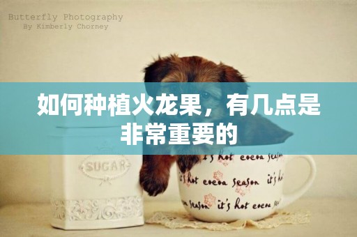 如何種植火龍果，有幾點是非常重要的