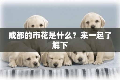 成都的市花是什么？來一起了解下
