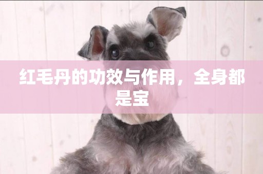 紅毛丹的功效與作用，全身都是寶