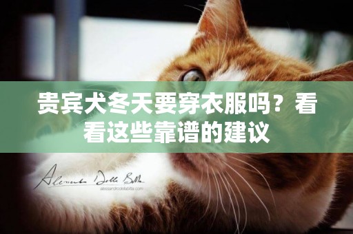 貴賓犬冬天要穿衣服嗎？看看這些靠譜的建議