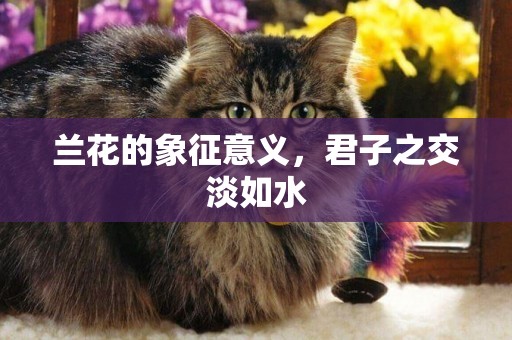 蘭花的象征意義，君子之交淡如水