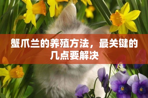蟹爪蘭的養殖方法，最關鍵的幾點要解決
